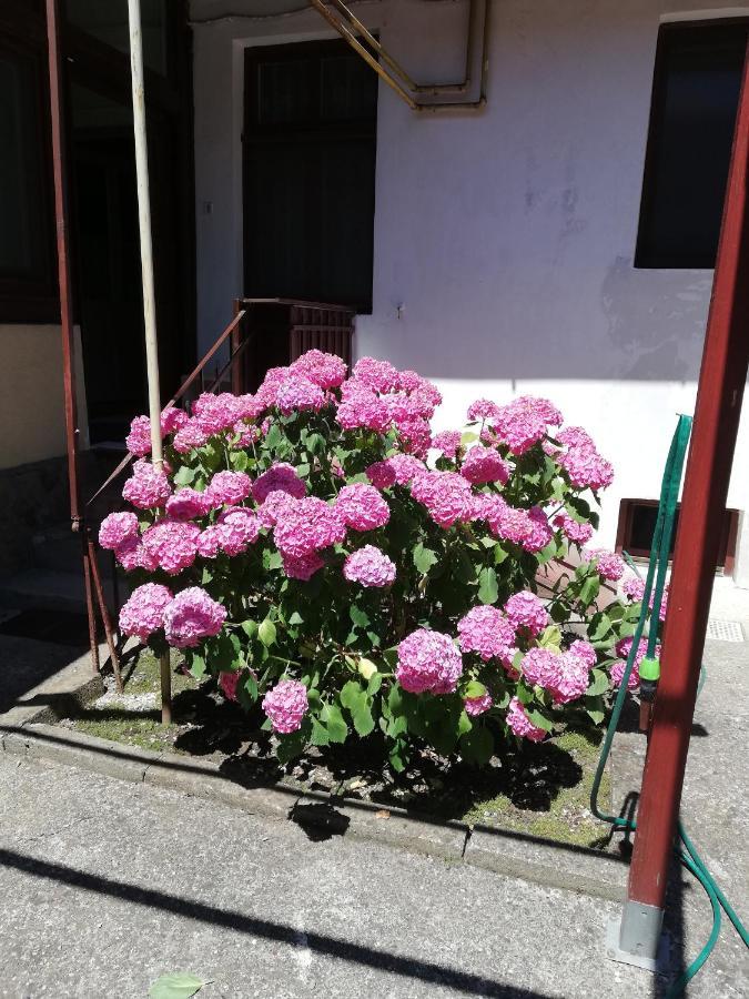Apartament Roza Braşov Dış mekan fotoğraf